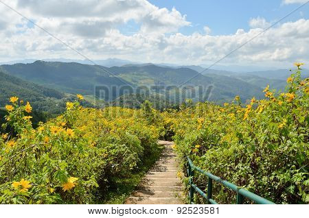 Pathway On Mexican Sunflower Mountain At Maehongson Thailand
