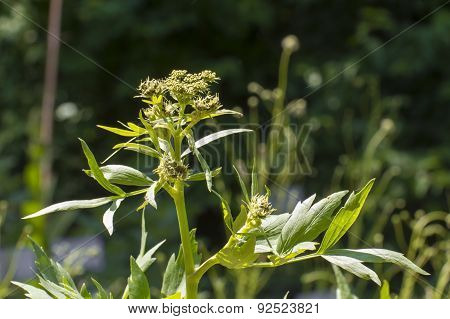 Lovage (levisticum Officinale)