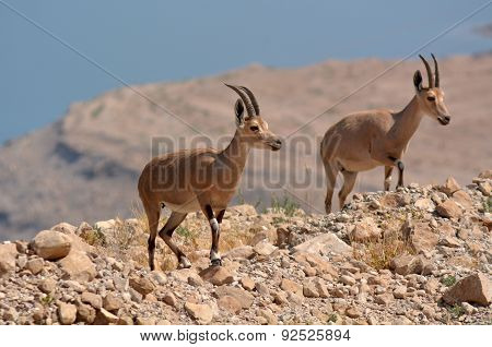 Ibex Mountain Goats