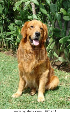 Golden Retriever Sit