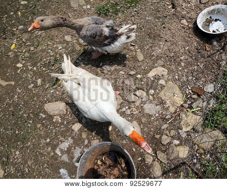 Two Geese In The Yard Of The Farm Quacking