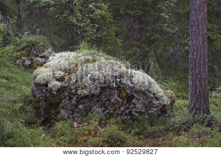 Stone With Moss
