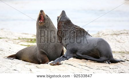 New Zealand Fur Seal (Arctocephalus forsteri) near Kaikoura (New Zealand)