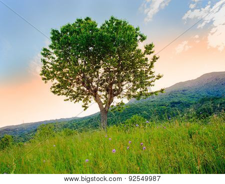 Cherry Tree