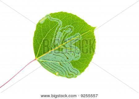 Aspen minatore fogliare