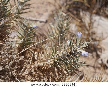 Blepharis ciliaris flowers