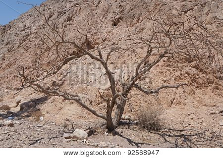 Dry dead tree