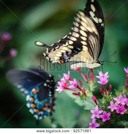 Giant Swallowtail Papilio Cresphontes