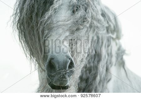 Andalusian Horse Face Closeup With Long Curvy Forelock And Mane