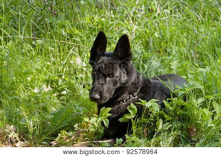 Dog in the grass
