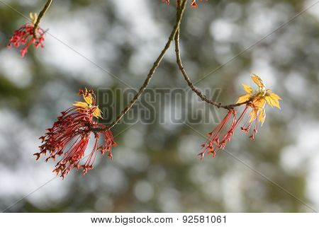 Spring Maple Close Up