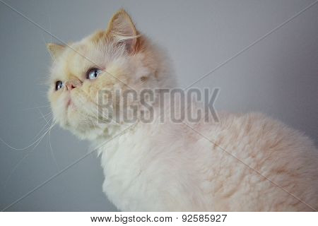 Cat - Persian Himalayan Cream Point