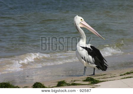 Pellicano sulla spiaggia