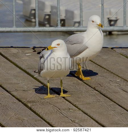The Pair Of Gulls
