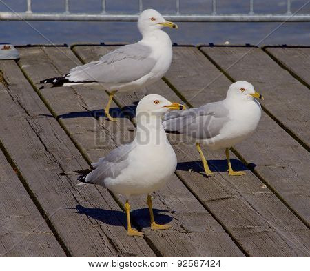 Three Gulls Are Waiting