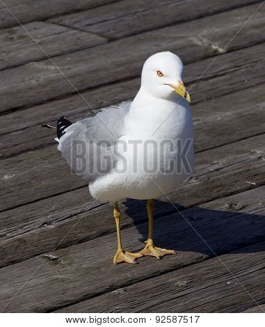 Solely Gull