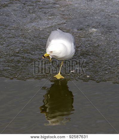 The Thoughtful Gull Is Staying On One Feet