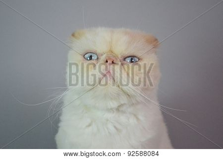 Cat - Persian Himalayan Cream Point