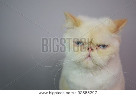 Cat - Persian Himalayan Cream Point