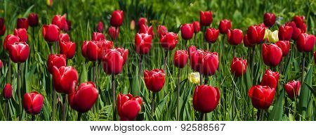 Rotes Tulpenmeer