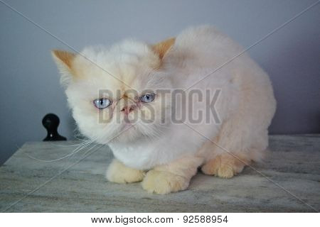 Cat - Persian Himalayan Cream Point