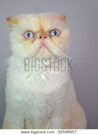 Cat - Persian Himalayan Cream Point