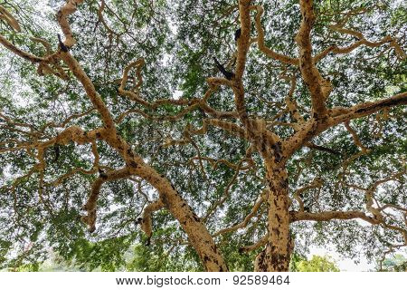 Twisted branches of acacia tree Vachellia leucophloea in Myanmar