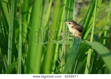 Fiatal madár a citromfű