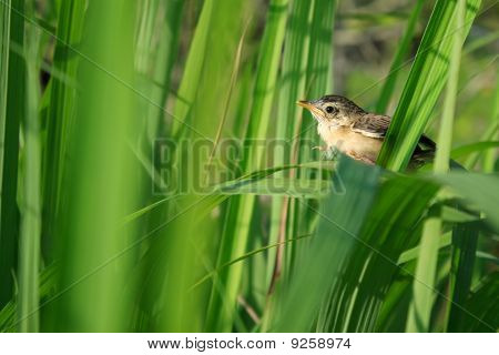 Fiatal madár a citromfű - ugrás előtt