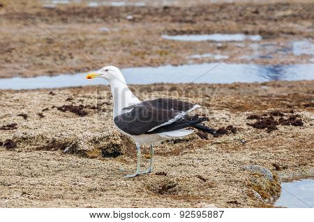 Kelp Gull On Rocks