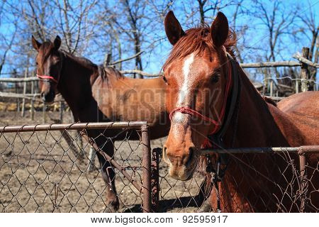 Portrait Of Two Horses In The Countryside