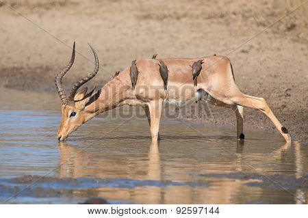 Impala Ram Drink Water From Pond With Risk Of Crocodile