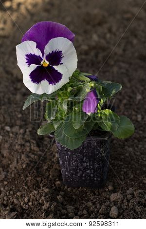 Portrait Image Of Purple Pansy Flower In Pot On Ground