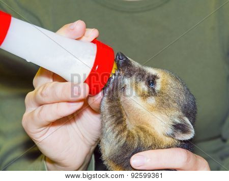 South American Coati (nasua Nasua) Baby