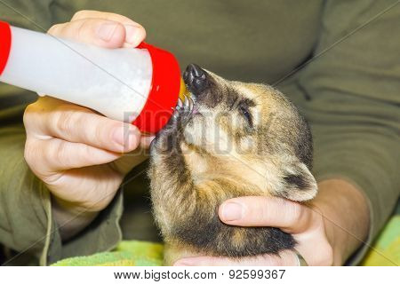 South American Coati (nasua Nasua) Baby