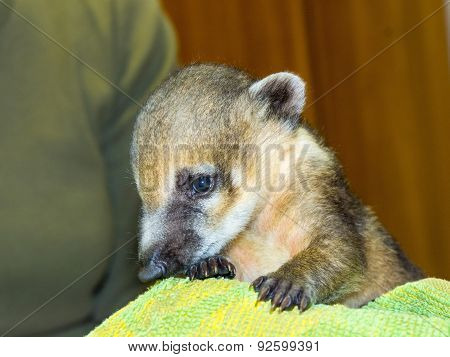 South American Coati (nasua Nasua) Baby