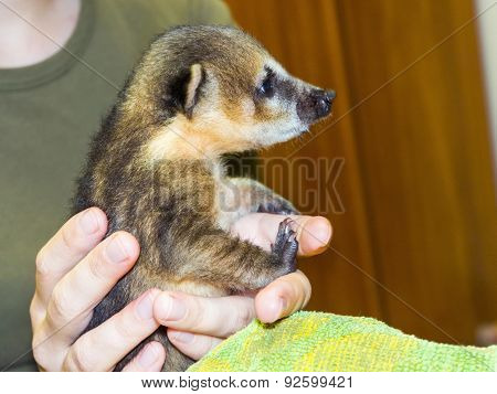 South American Coati (nasua Nasua) Baby