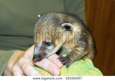 South American Coati (nasua Nasua) Baby