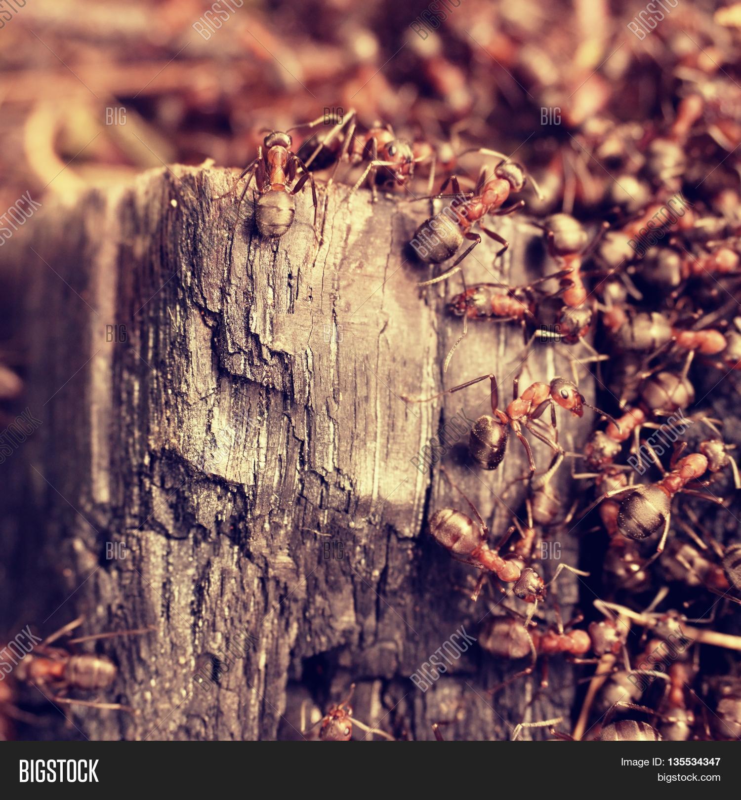 Wood Middle Wild Ants Image & Photo (Free Trial) Bigstock