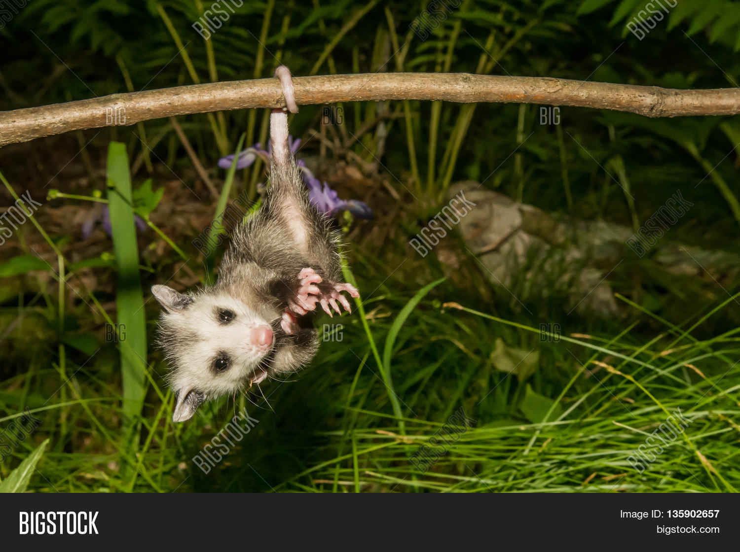Baby Opossum Hanging Image & Photo (Free Trial) Bigstock