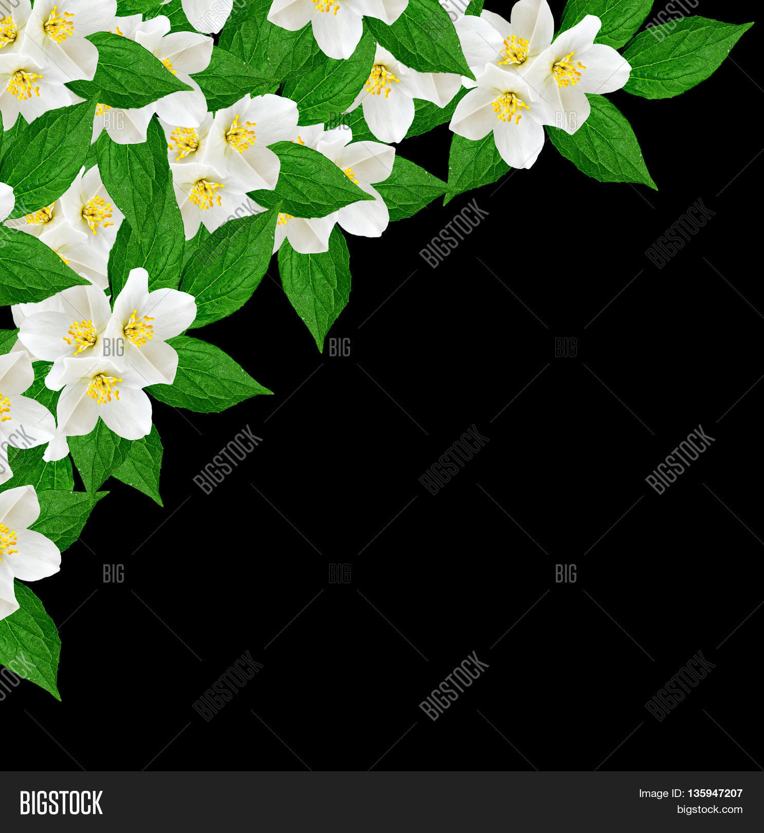 White Jasmine Flower. Image & Photo (Free Trial) Bigstock