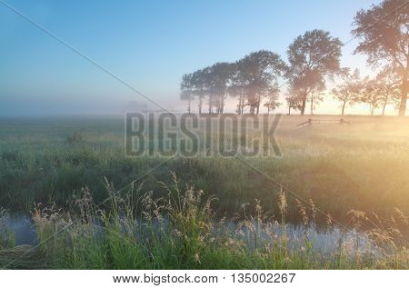 misty sheep pasture at sunrise in summer