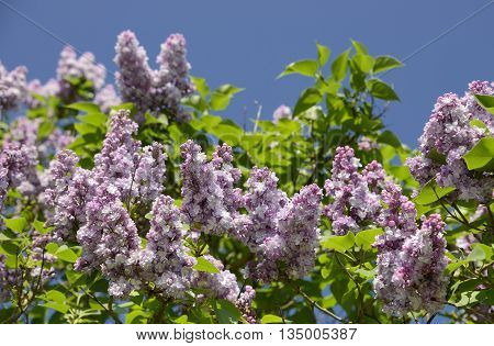 Beautiful purpel lilac flowers outdoors with blue sky.
