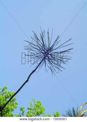Osiągnięcia