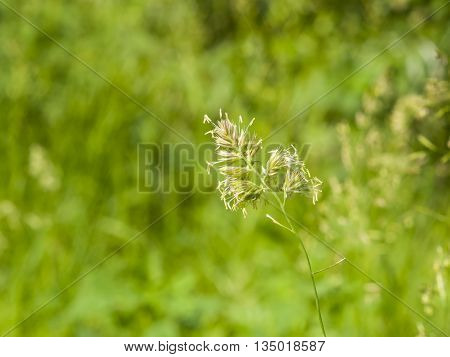 Flowers on Cock's-foot or Cat grass Dactylis glomerata closeup with green bokeh background selective focus shallow DOF
