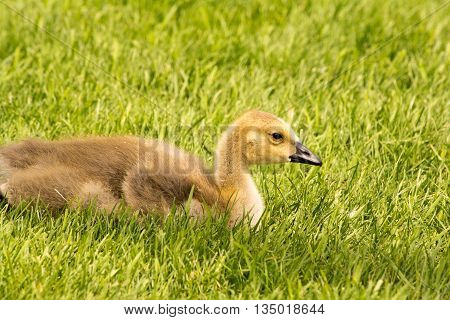 Canada Goose Gosling resting in green grass