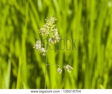 Flowers on Cock's-foot or Cat grass Dactylis glomerata closeup with green bokeh background selective focus shallow DOF