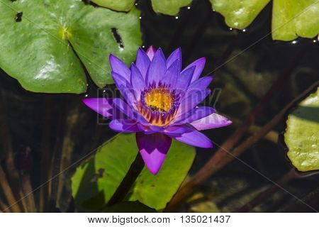Insects feeding on the nectar of flowers inside