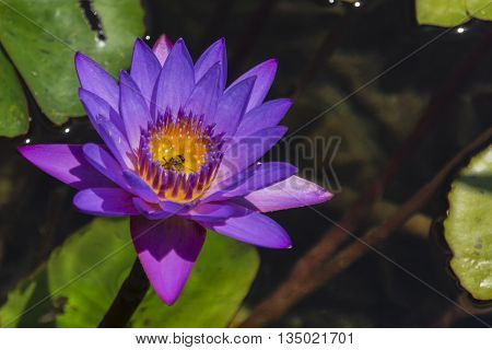 Insects feeding on the nectar of flowers inside