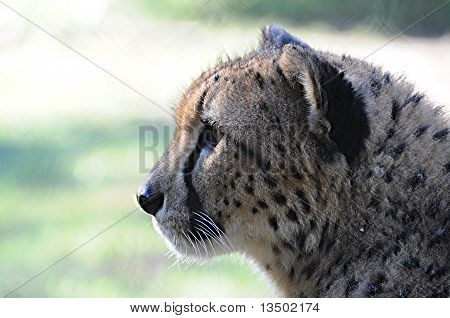 Profilo di Cheeta
